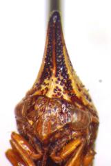 Polyglypta costata