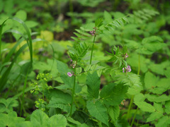 Vicia sepium