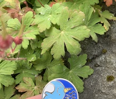 Geranium macrorrhizum