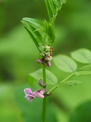Vicia sepium