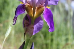 Iris