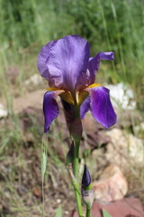 Iris
