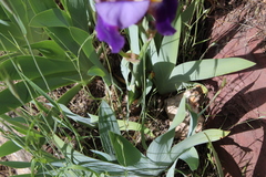 Iris