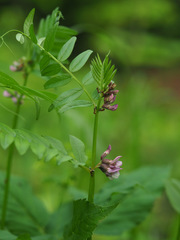 Vicia sepium