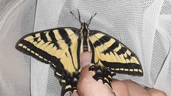 Papilio rutulus