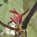 Mexican Hand Tree - Photo (c) Azul, some rights reserved (CC BY-NC-ND)