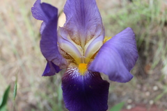 Iris