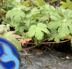 Geranium macrorrhizum