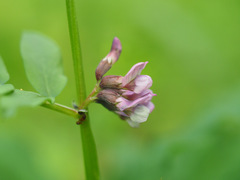 Vicia sepium