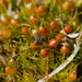 Awl-leaved Earth-Moss - Photo (c) bryophyte_cnps, some rights reserved (CC BY-NC), uploaded by bryophyte_cnps