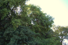 Nectandra angustifolia