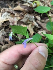 Viola rostrata