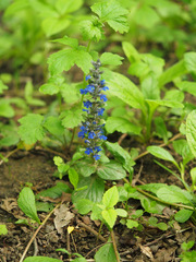 Ajuga reptans