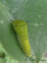 Graphium agamemnon