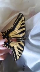 Papilio rutulus