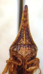 Polyglypta costata nigridorsis