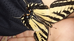 Papilio rutulus