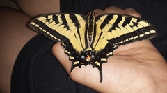 Papilio rutulus