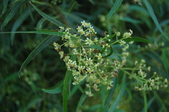 Nectandra angustifolia