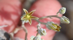 Dudleya abramsii abramsii