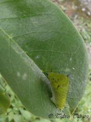 Graphium agamemnon