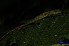 Anolis aequatorialis