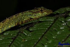 Anolis aequatorialis