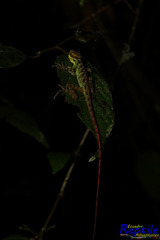 Anolis aequatorialis