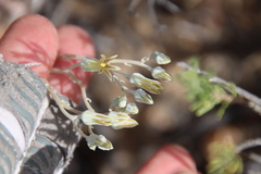 Dudleya abramsii abramsii