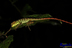 Anolis aequatorialis