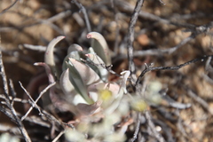 Dudleya abramsii abramsii
