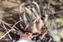 Dudleya abramsii abramsii