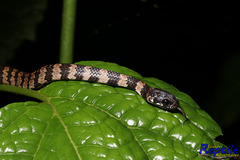 Dipsas elegans