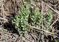 Hylotelephium verticillatum