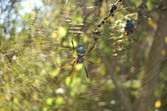 Trichonephila sexpunctata