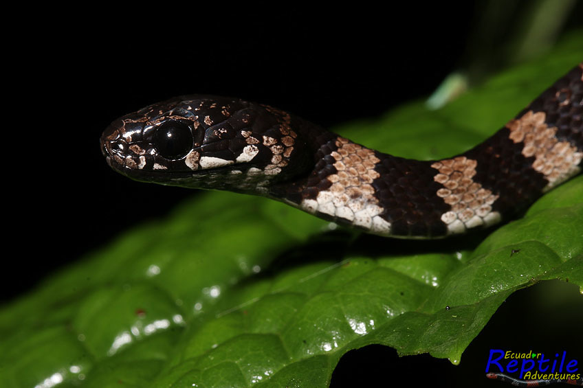 Elegant Snail-Eater