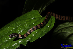 Dipsas elegans