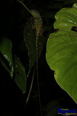 Anolis aequatorialis