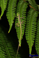 Anolis gemmosus