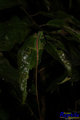 Anolis gemmosus