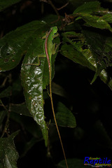 Anolis gemmosus