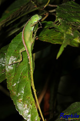 Anolis gemmosus