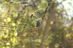 Trichonephila sexpunctata