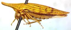 Polyglypta costata