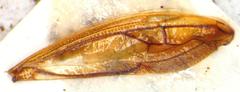 Polyglypta costata