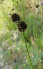 Juncus valvatus