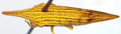 Polyglypta costata