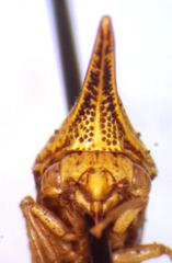 Polyglypta costata