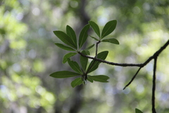 Ternstroemia sylvatica