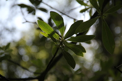 Ternstroemia sylvatica